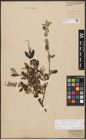 Foto von Salix aurita L. x Salix repens L.